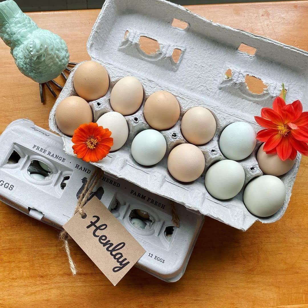 250 Egg Cartons- Bulk Value Bundle- Adorable Printed Design for Farm Fresh Eggs, Recycled Paper Cardboard, Sturdy & Reusable, Holds up to XL Chicken Eggs