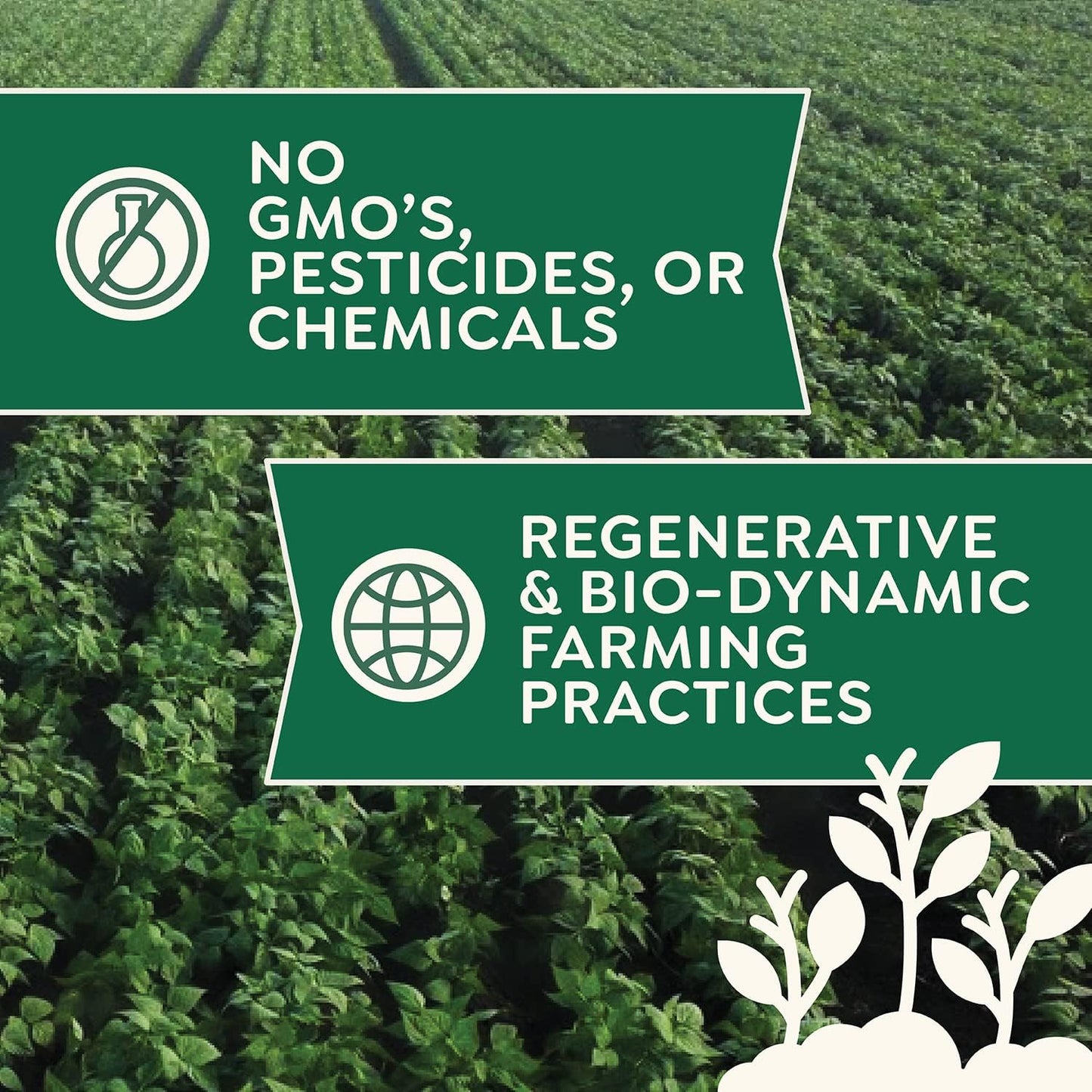 Organic Buckwheat Flour 25 lb Bulk - Non-GMO, USDA Organic, Gluten Free, Vegan - For Baking Bread, Pancakes, and More! Grown In USA, Farmed From Regenerative Soil by Doudlah Farms